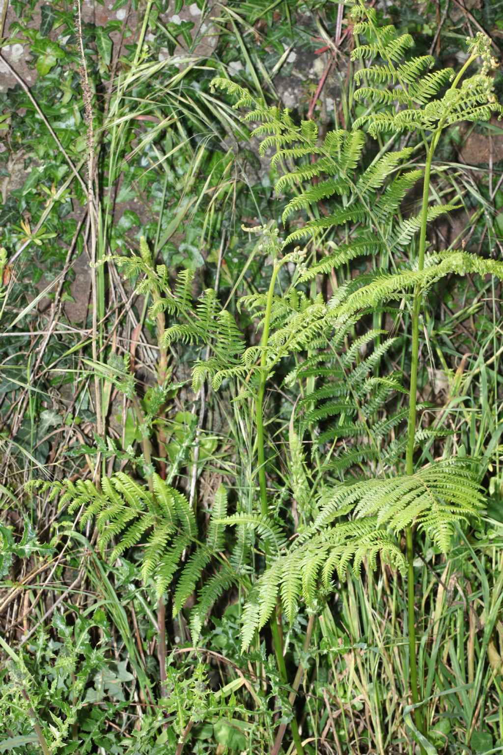 Felce: Pteridium aquilinum (Polypodiales Dennstaedtiaceae)