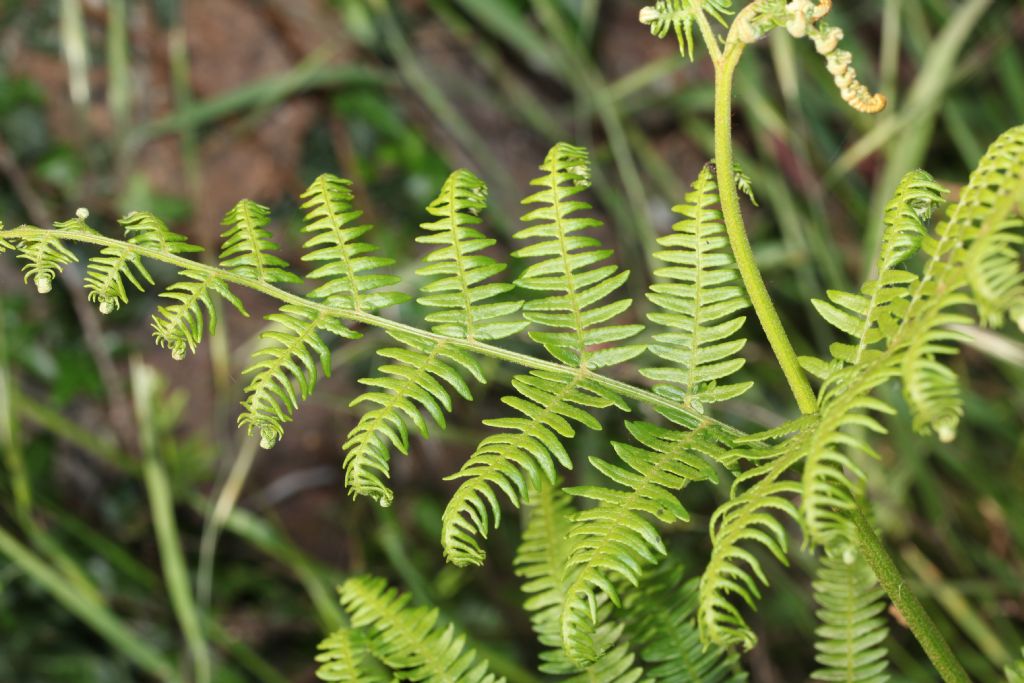 Felce: Pteridium aquilinum (Polypodiales Dennstaedtiaceae)