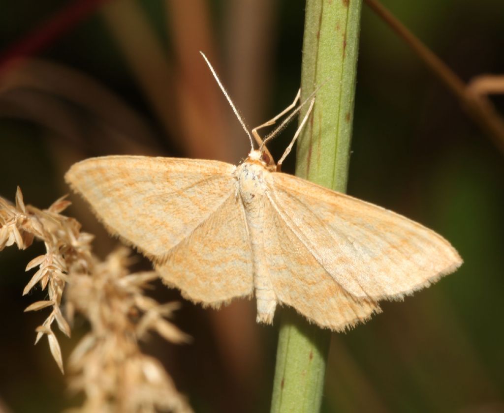 Geometridae ? S, Idaea ochrata da confermare