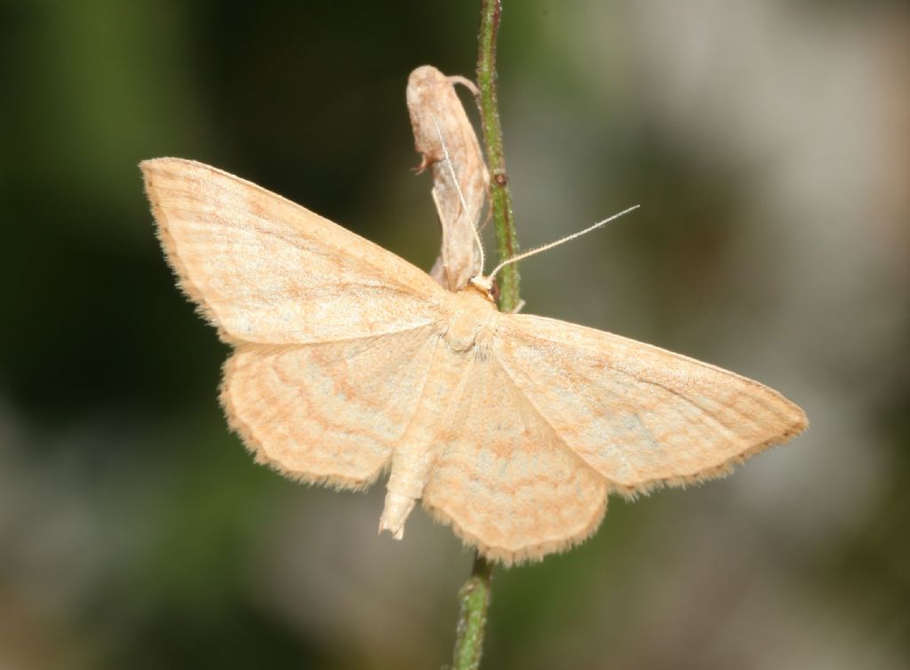 Geometridae ? S, Idaea ochrata da confermare