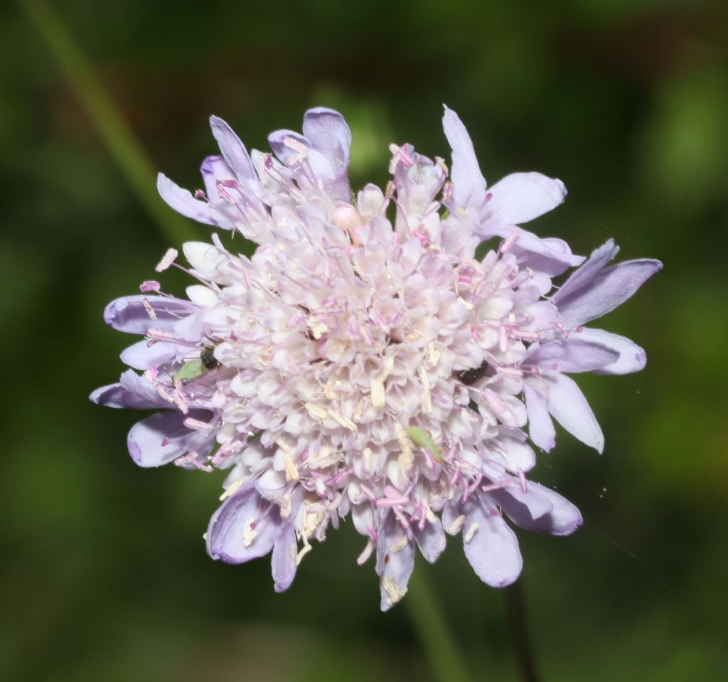 Scabiosa?  No, Sixalix atropurpurea