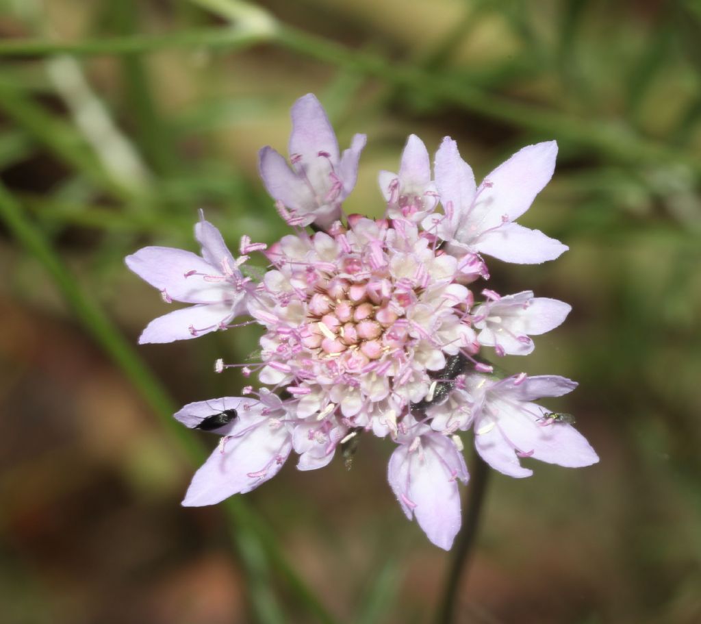 Scabiosa?  No, Sixalix atropurpurea