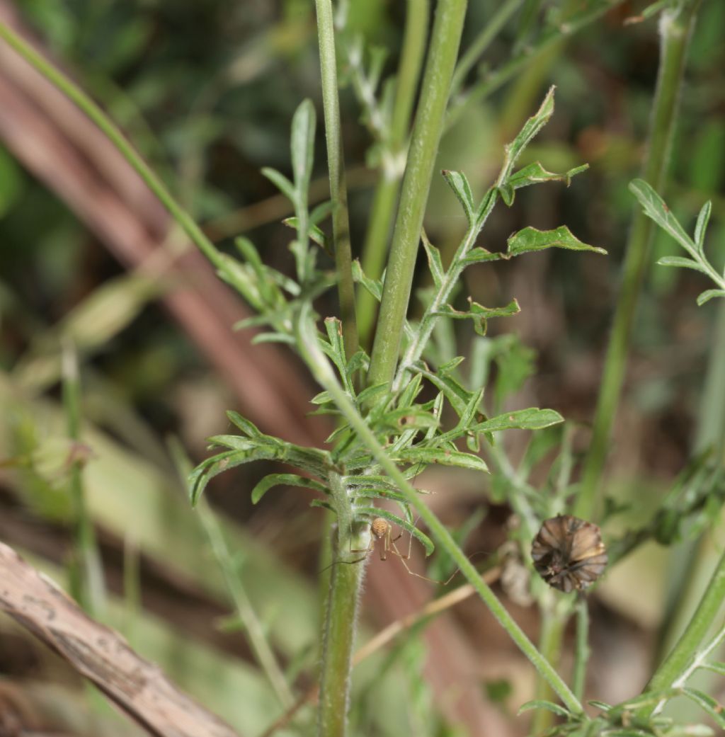 Scabiosa?  No, Sixalix atropurpurea