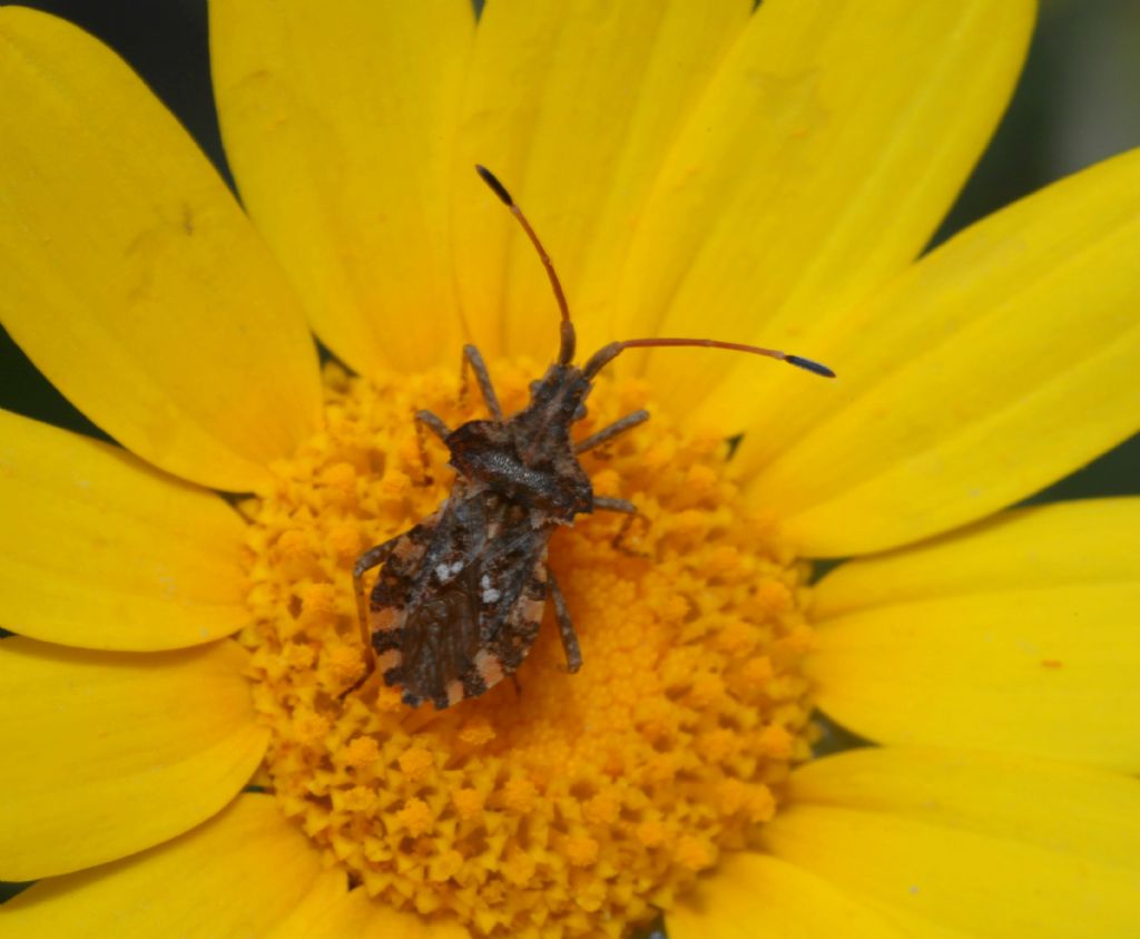 Coreidae: Centrocoris variegatus