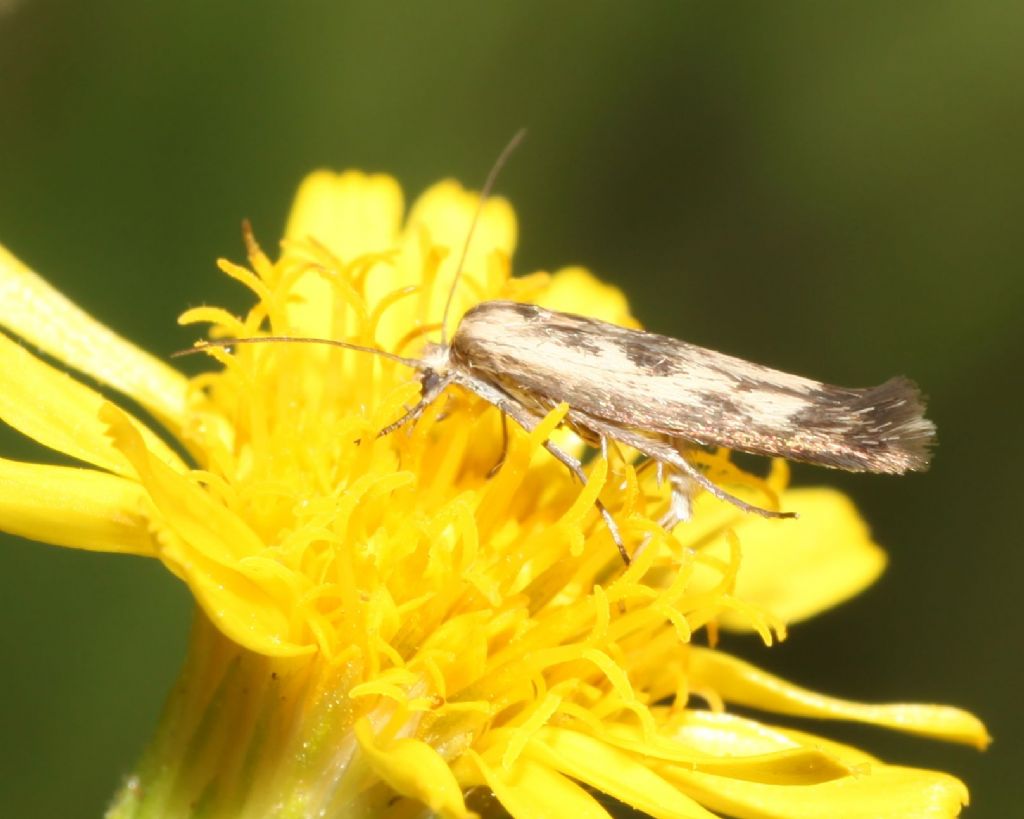 Scythris limbella (Scythrididae)