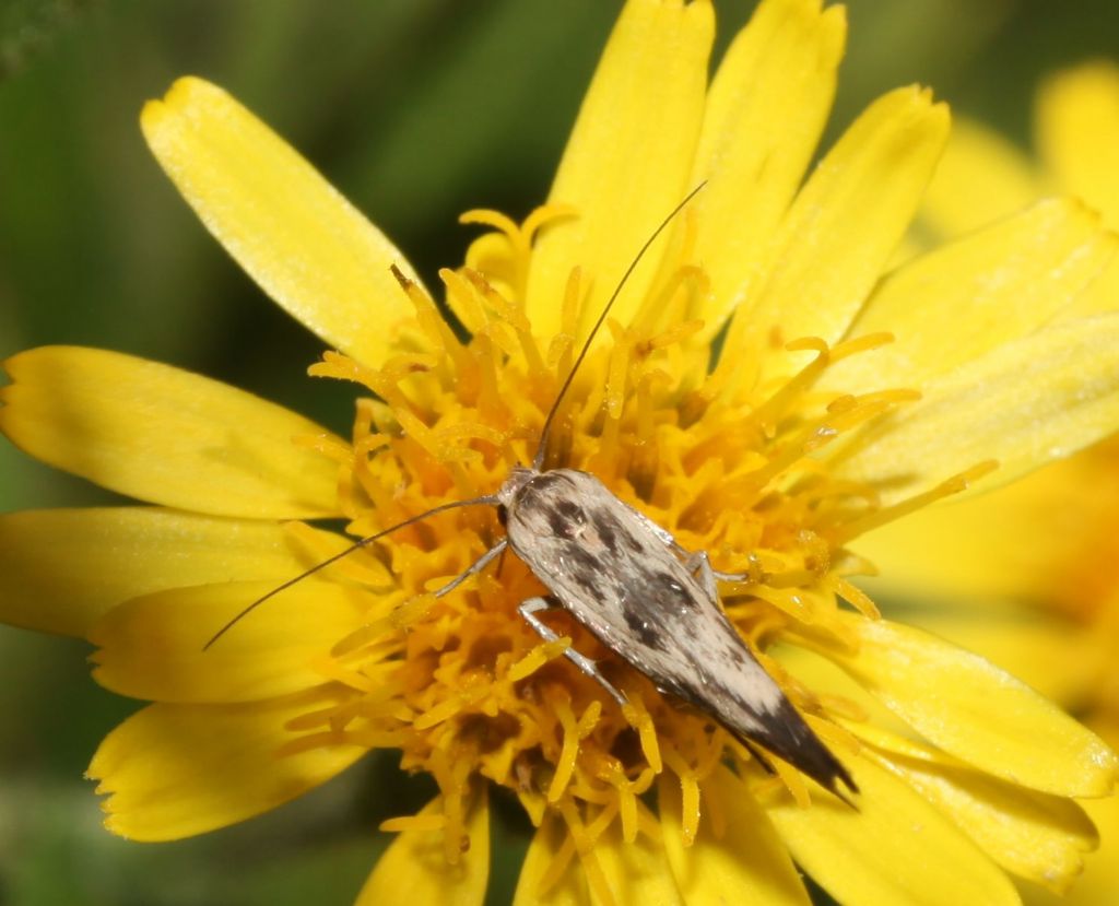 Scythris limbella (Scythrididae)