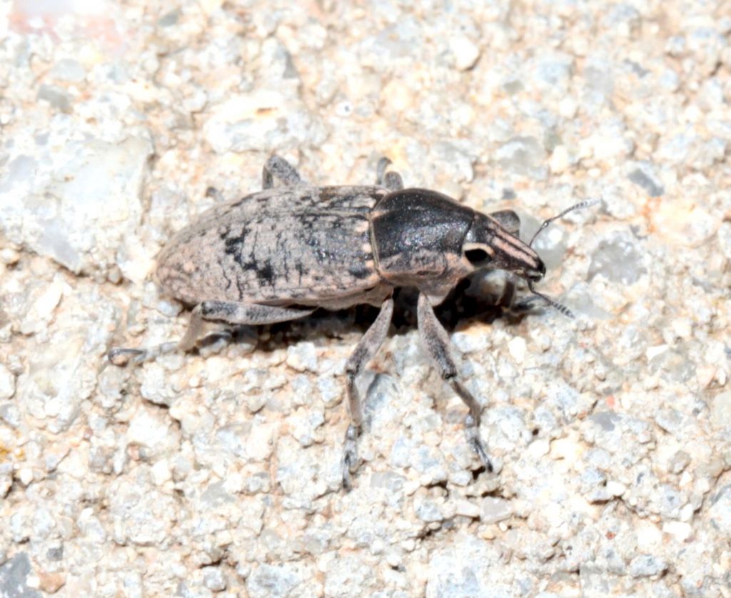 Curculionidae: Temnorhinus mendicus