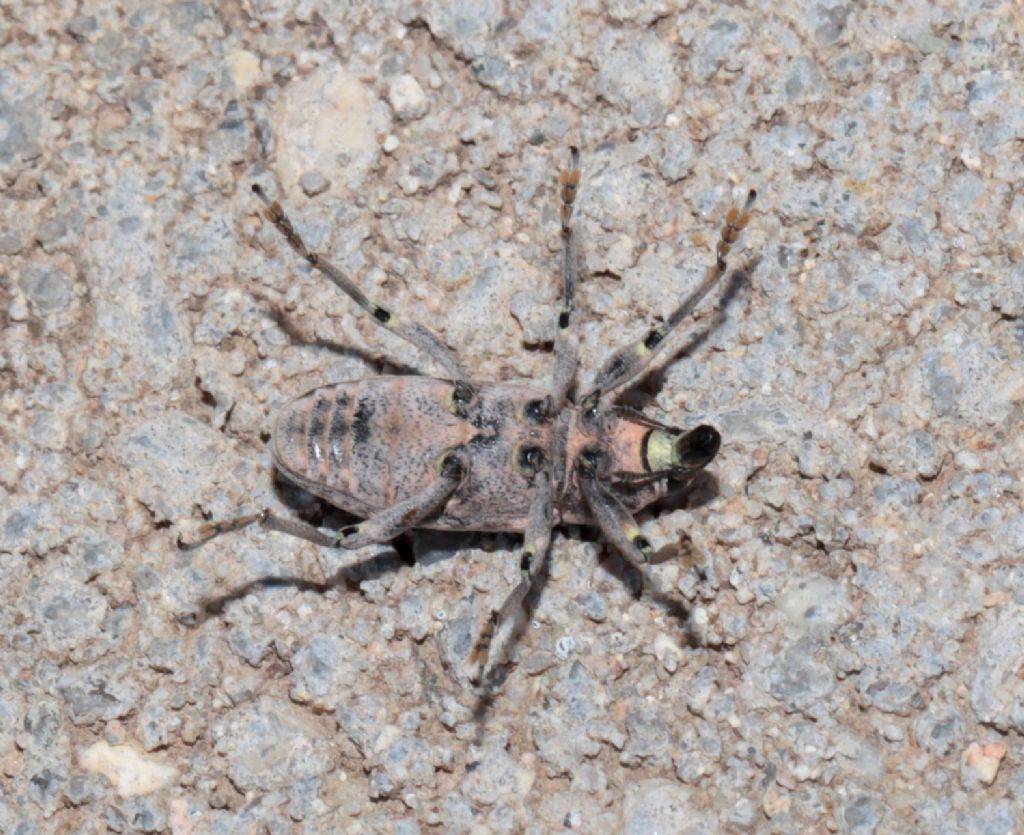 Curculionidae: Temnorhinus mendicus