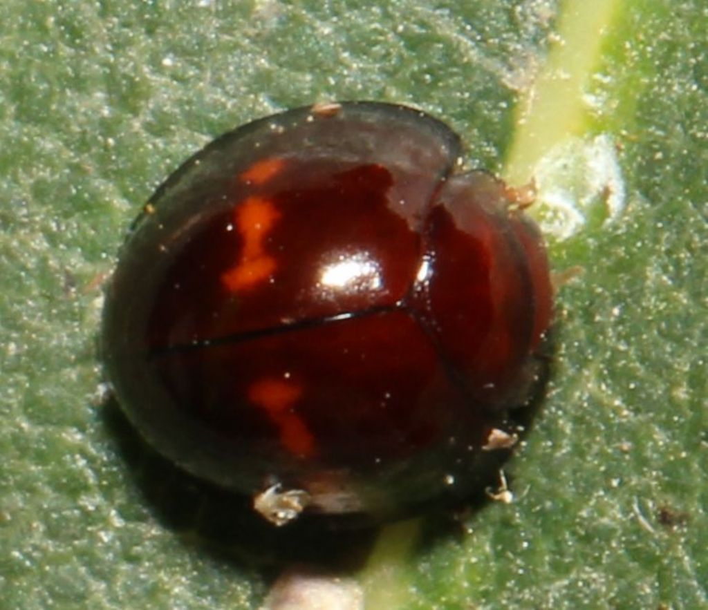 Coccinellidae: Chilocorus bipustulatus?