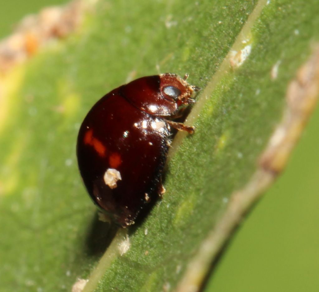 Coccinellidae: Chilocorus bipustulatus?