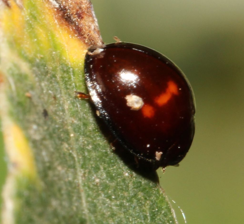 Coccinellidae: Chilocorus bipustulatus?