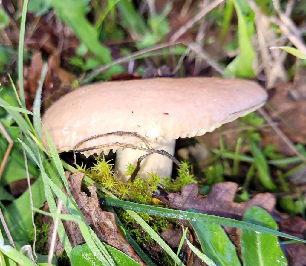 Altra Russula?