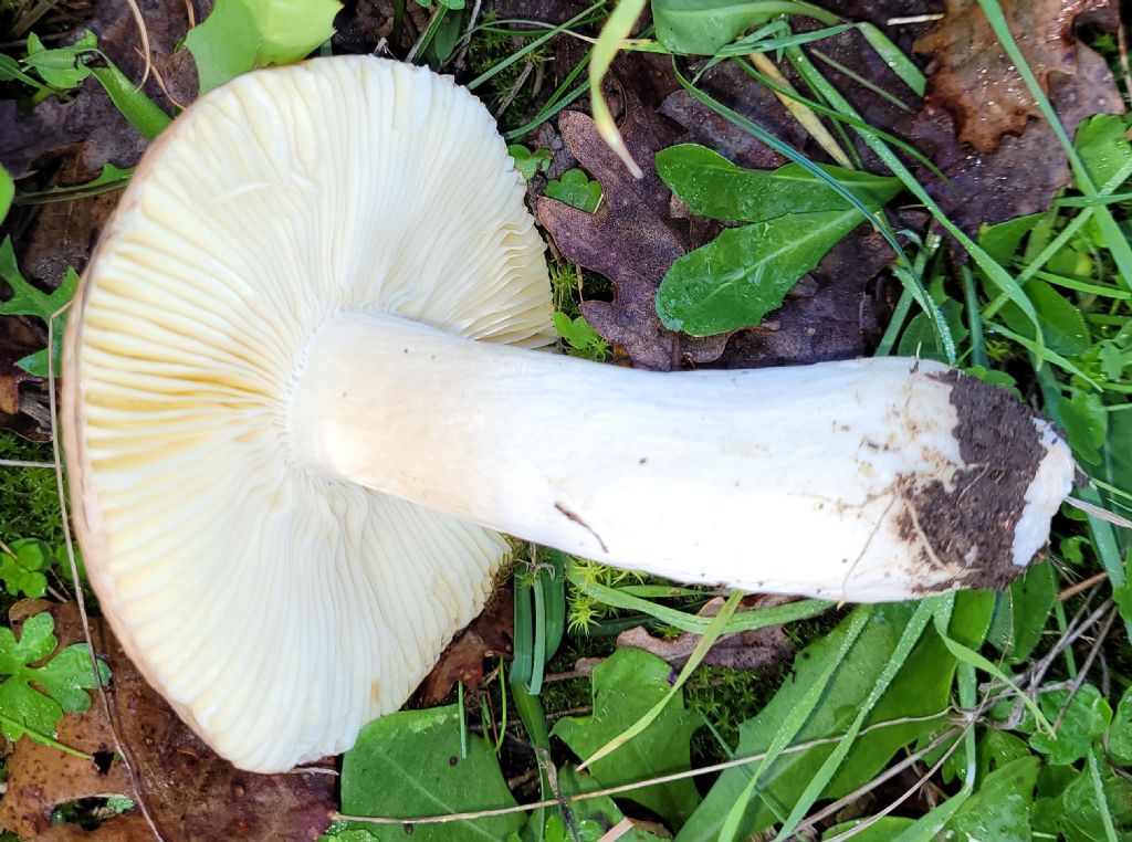 Altra Russula?