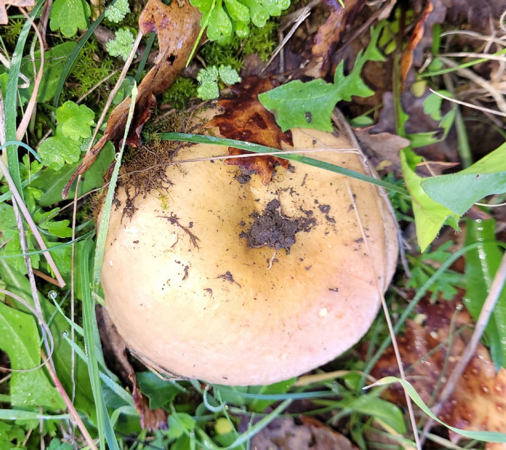 Altra Russula?