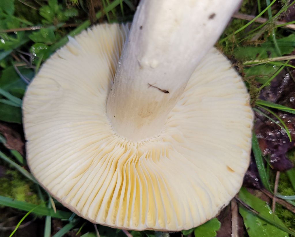 Altra Russula?