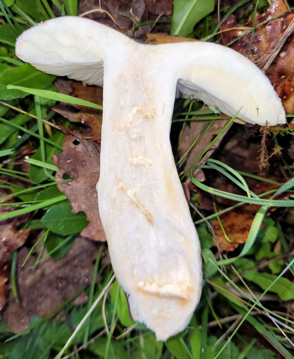 Altra Russula?