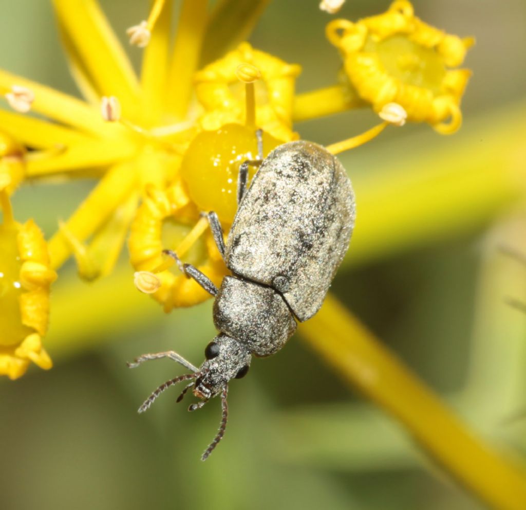 Mycteridae: Mycterus umbellatarum ?, S.