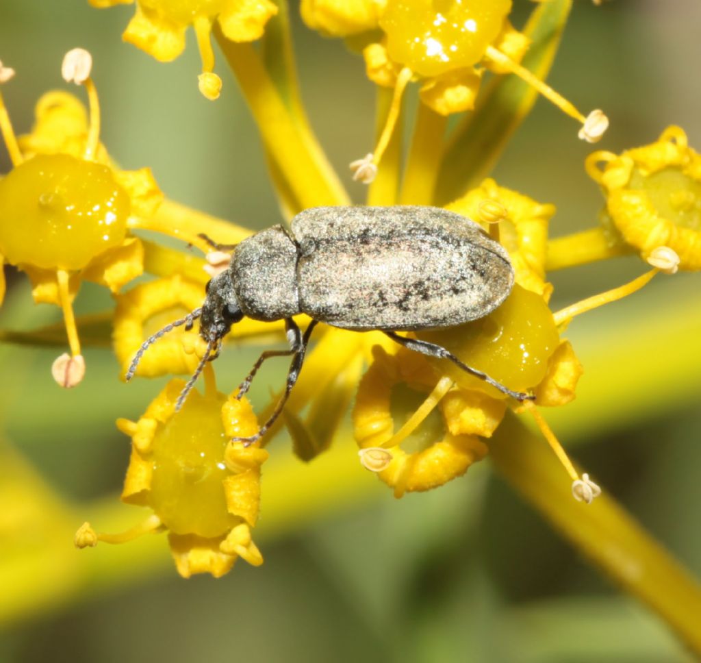 Mycteridae: Mycterus umbellatarum ?, S.