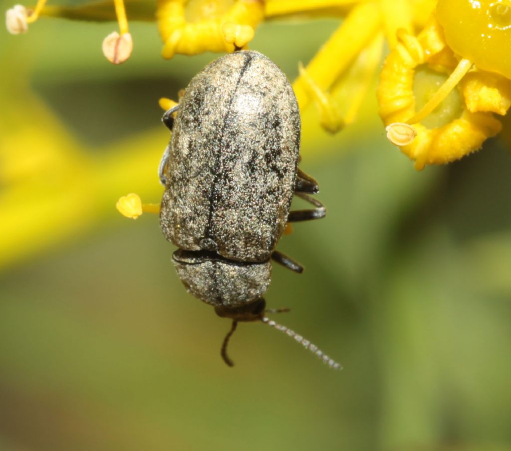 Mycteridae: Mycterus umbellatarum ?, S.