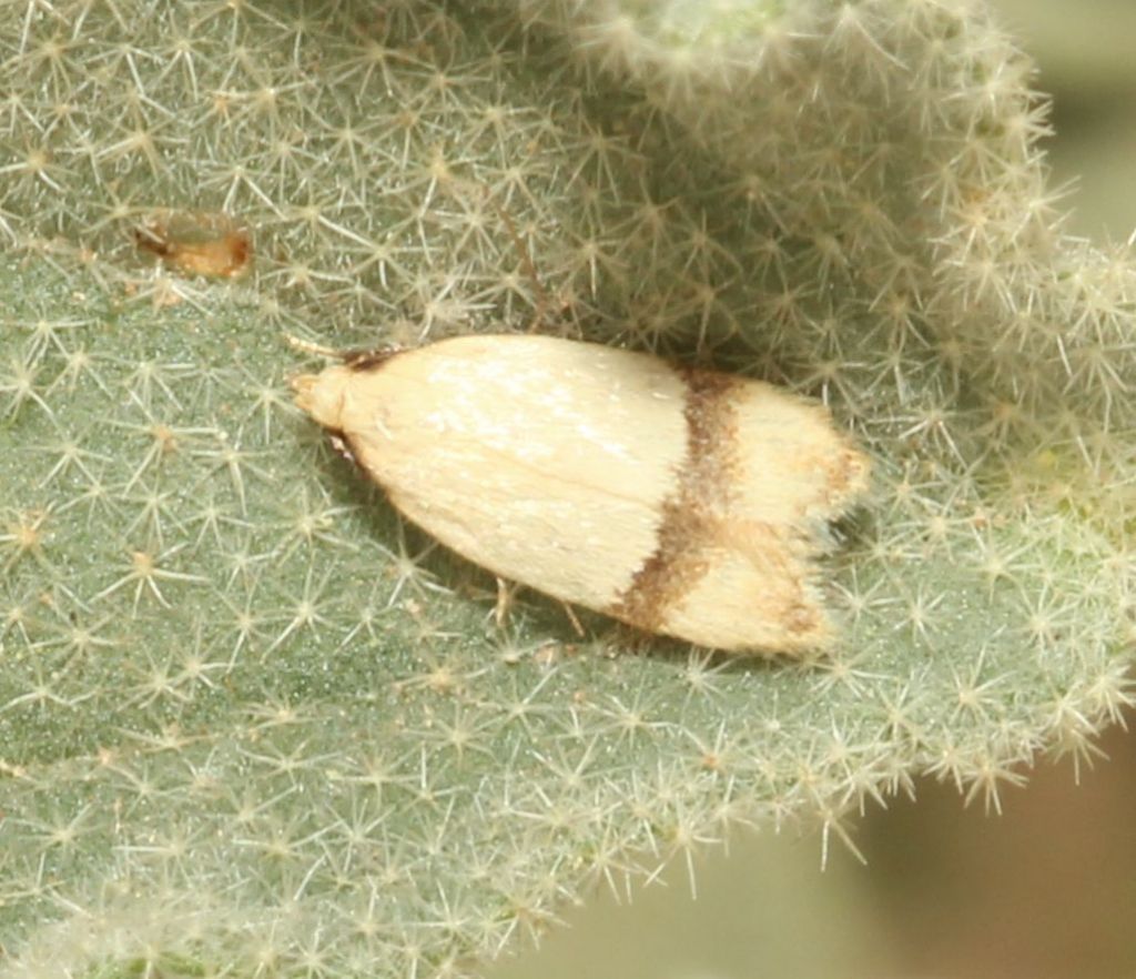 Odites kollarella? S