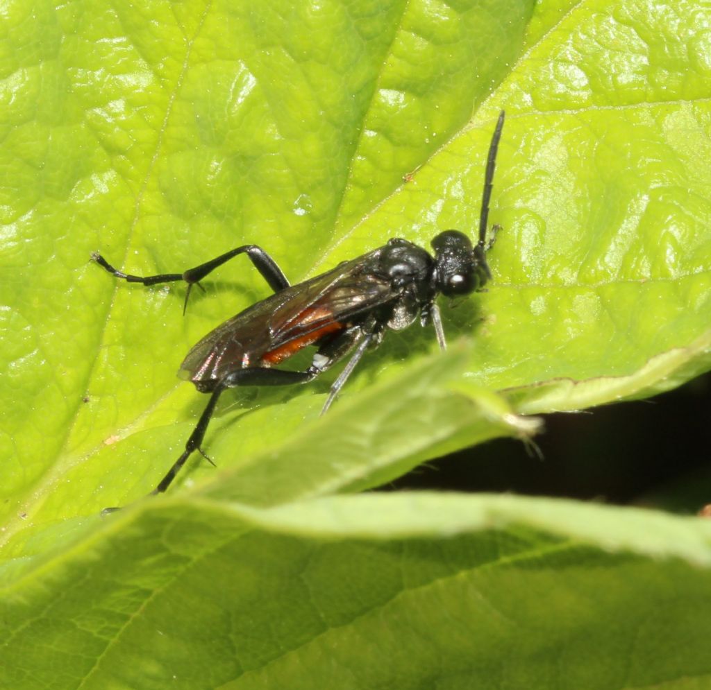 Macrophya annulata?