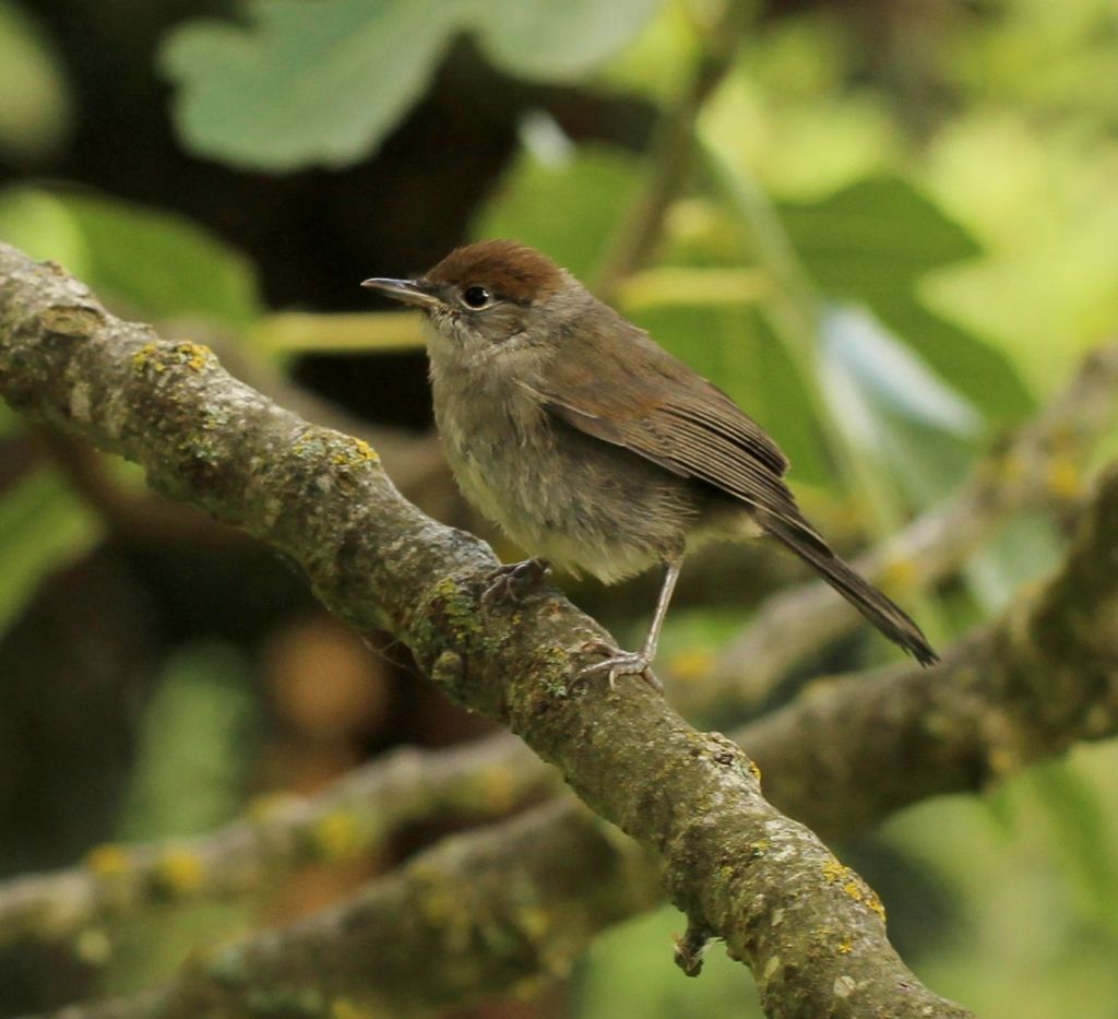 Sylviidae. Femmina di Capinera?