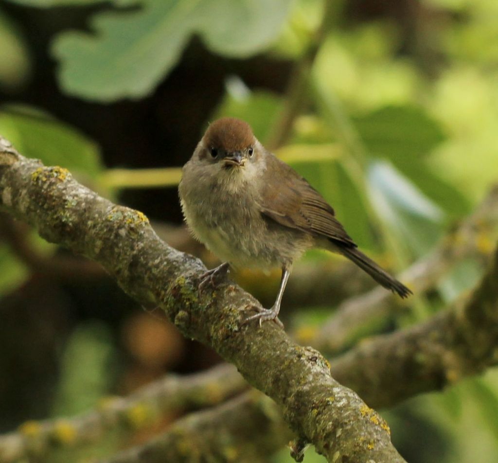 Sylviidae. Femmina di Capinera?