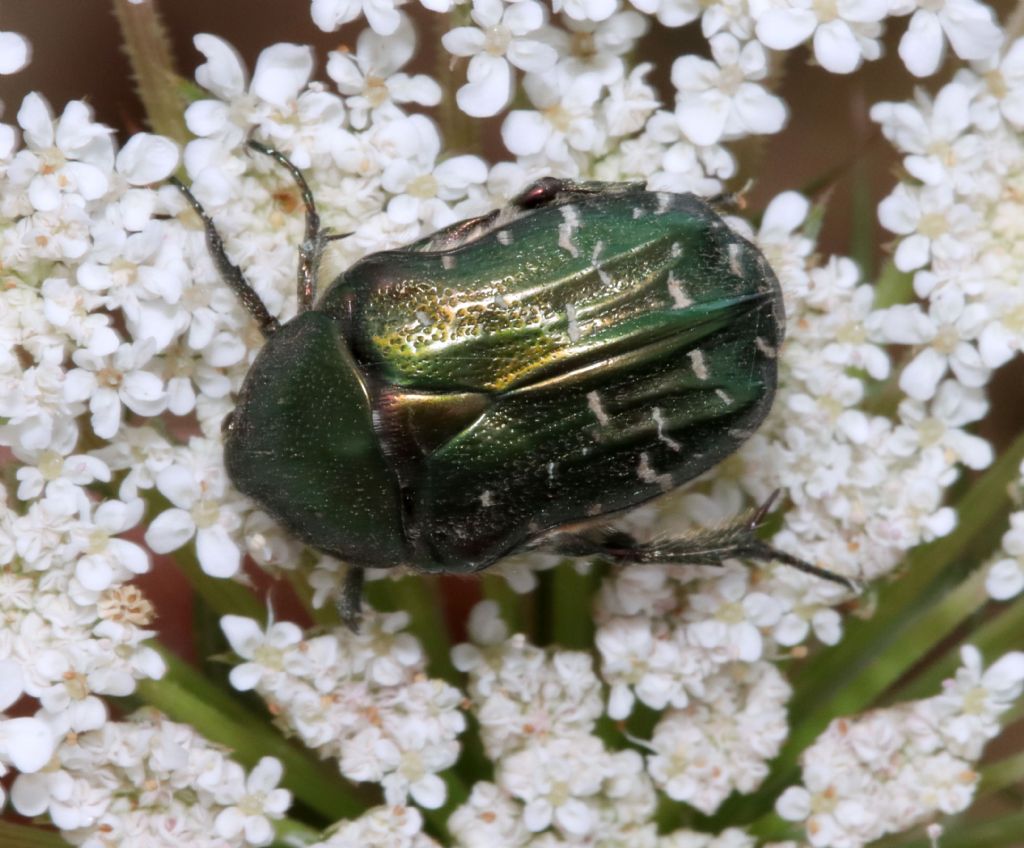 Cetoniidae: Cetonia carthami? S.