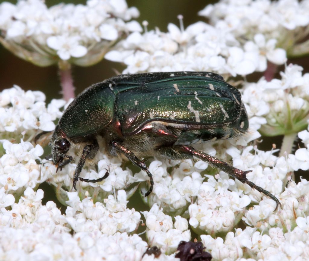 Cetoniidae: Cetonia carthami? S.