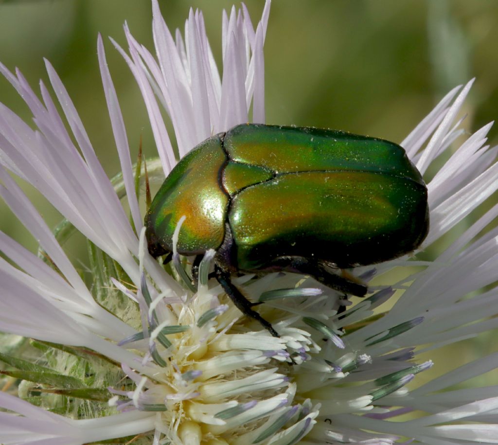 Cetoniidae: Protaetia cuprea? S.