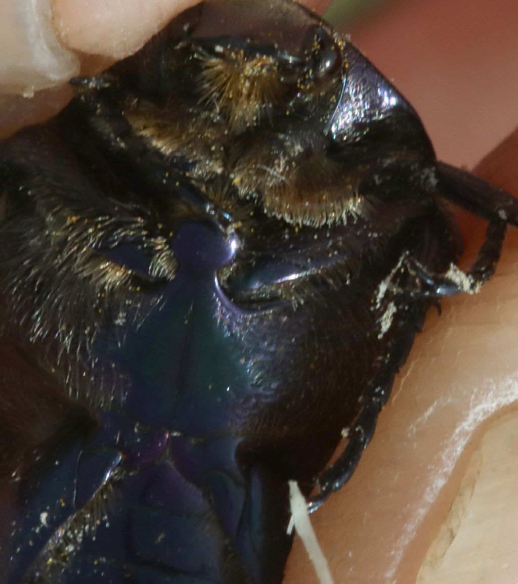 Cetoniidae: Protaetia cuprea? S.