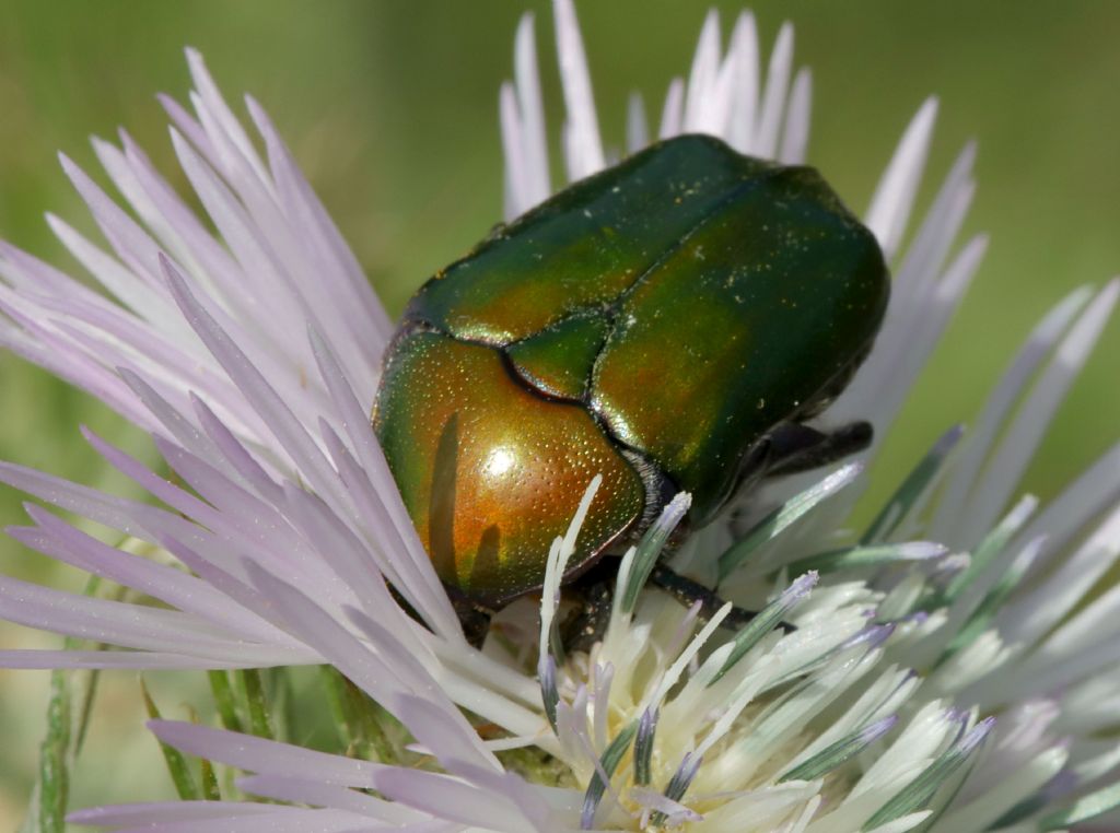 Cetoniidae: Protaetia cuprea? S.