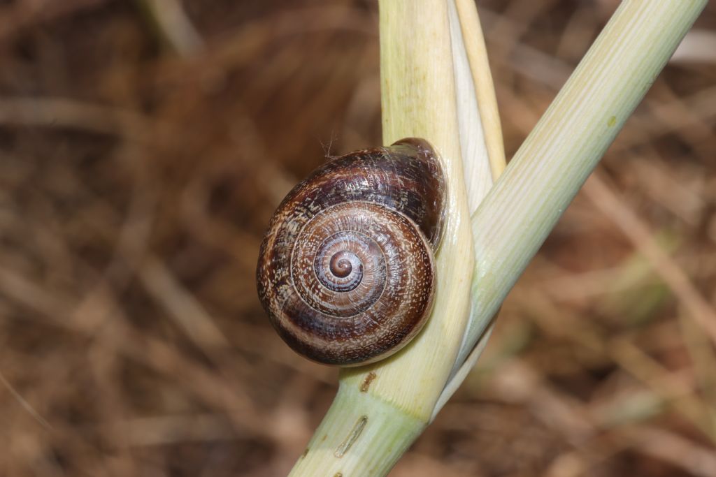 Otala punctata ?