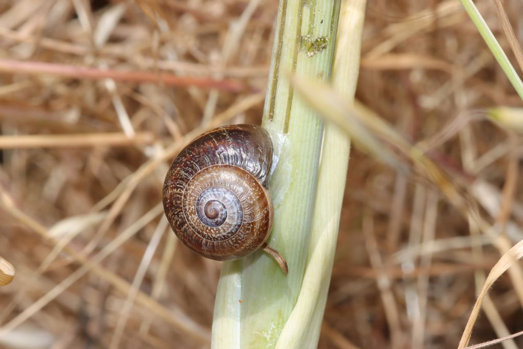 Otala punctata ?