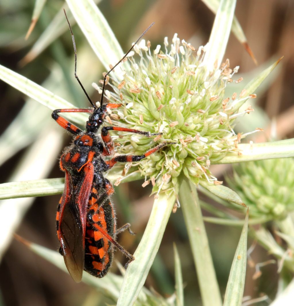 Rhinocoris da identificare.