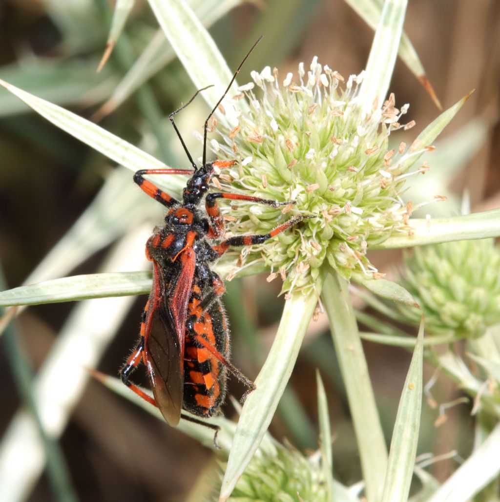 Rhinocoris da identificare.