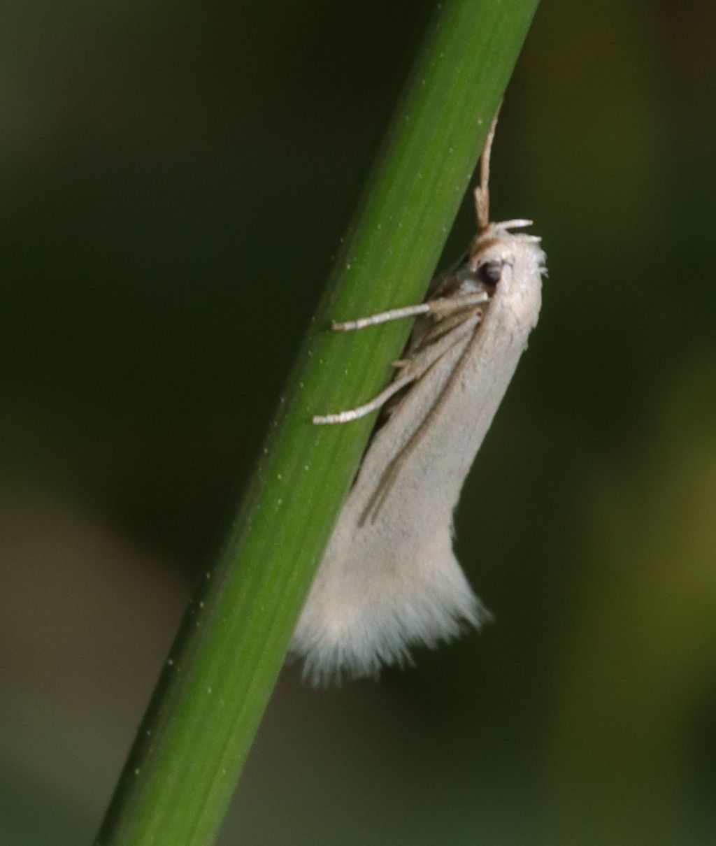 Piccola e bianca.