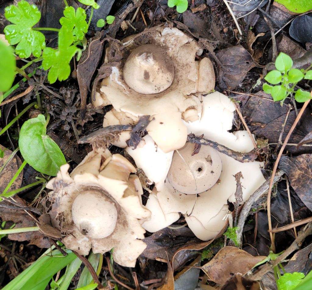 Geastrum triplex ?