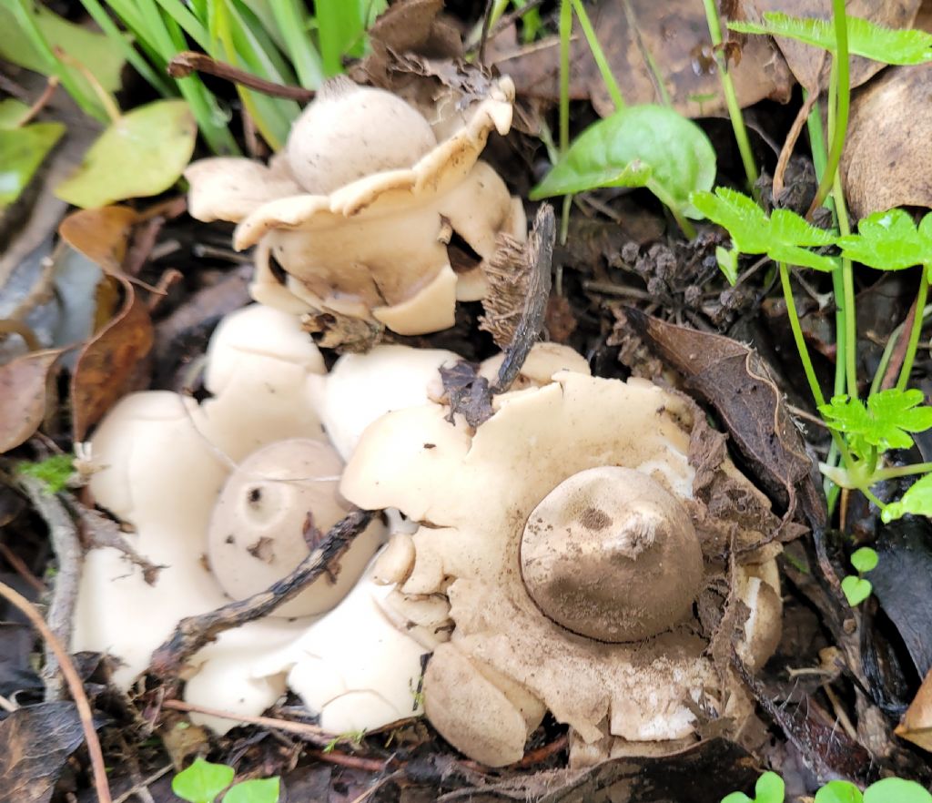 Geastrum triplex ?