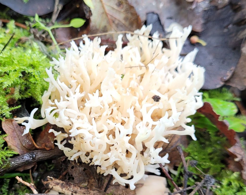 Ramaria?