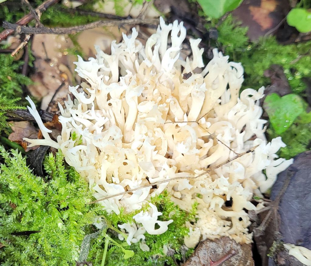 Ramaria?