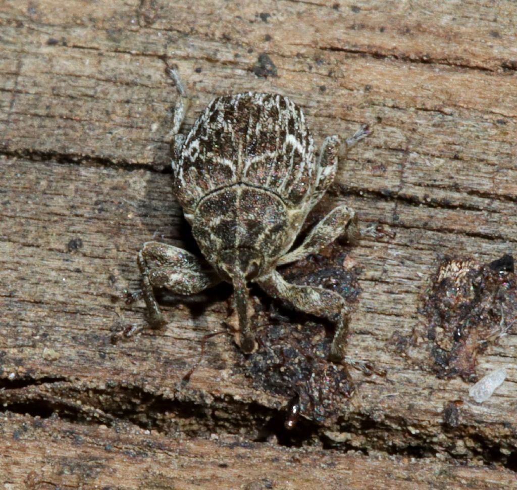 Curculionidae da identificare.