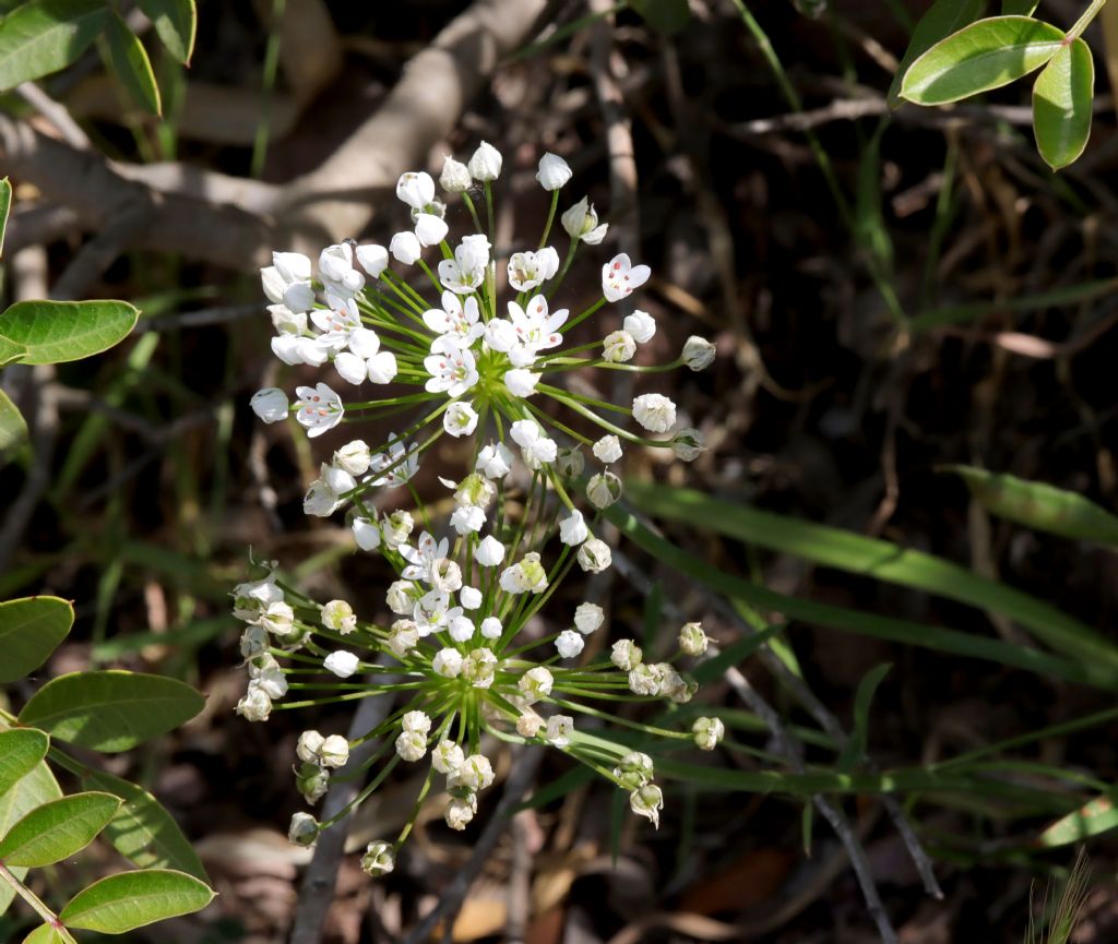 Allium subhirsutum?