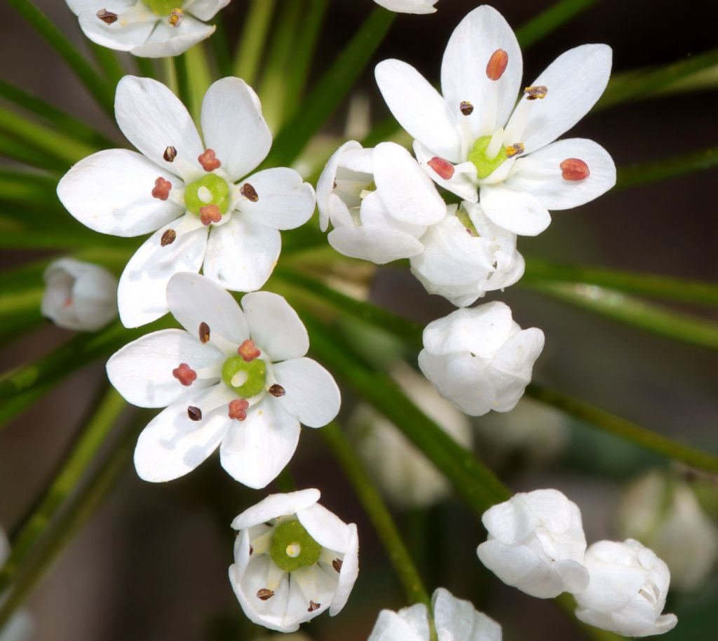 Allium subhirsutum?