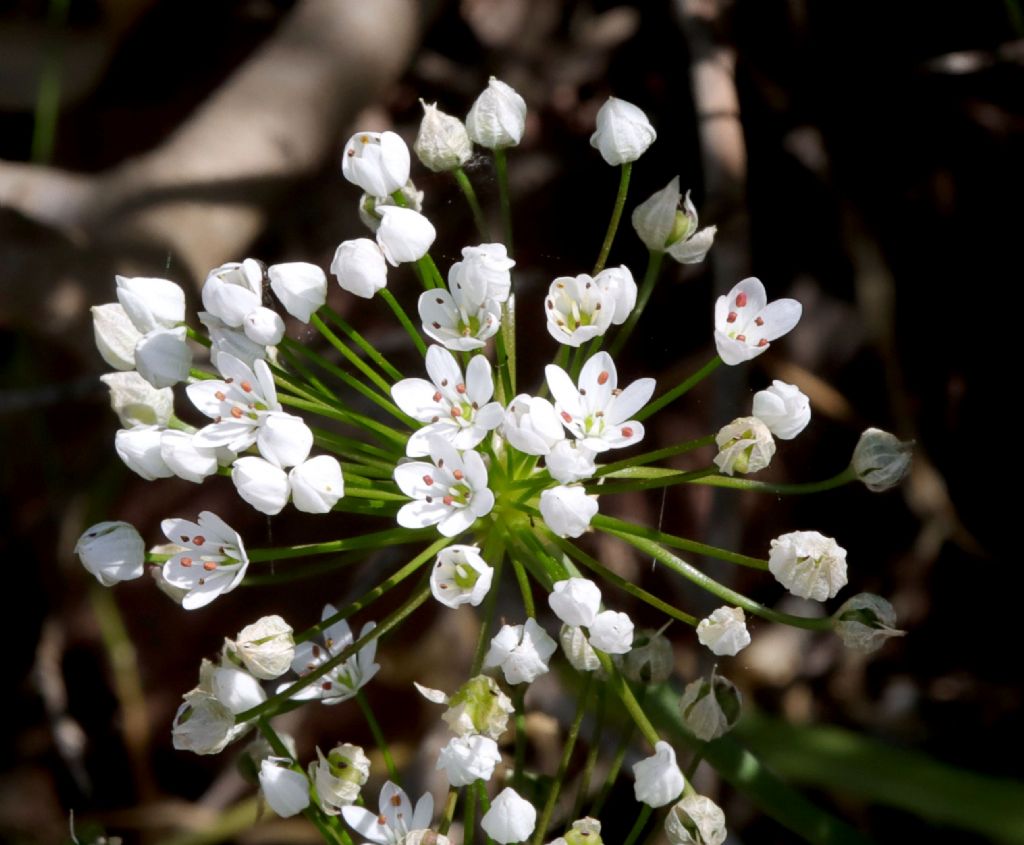 Allium subhirsutum?