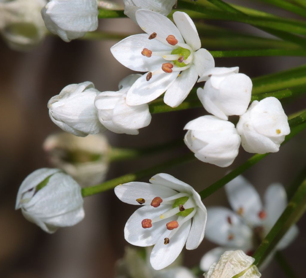 Allium subhirsutum?