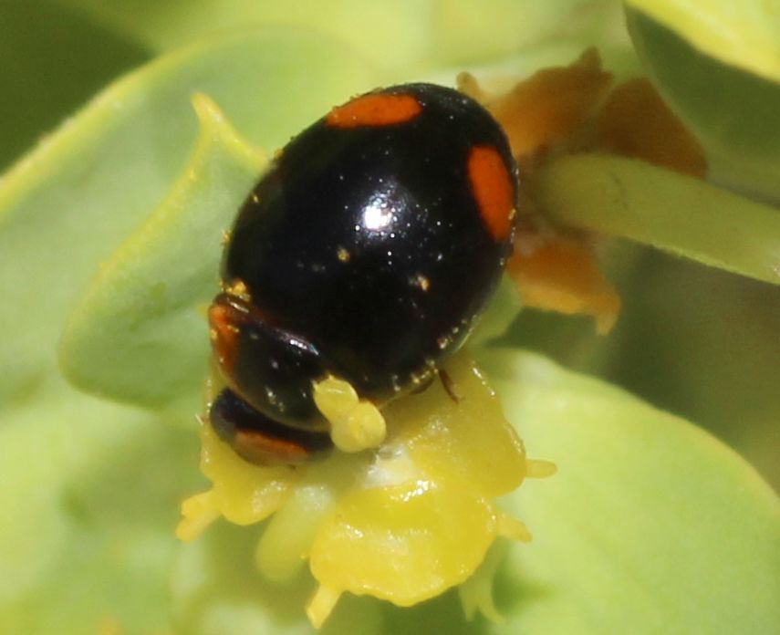 Coccinellidae:  Hyperaspis reppensis reppensis
