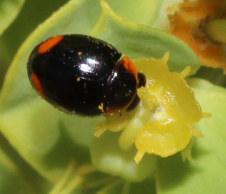 Coccinellidae:  Hyperaspis reppensis reppensis