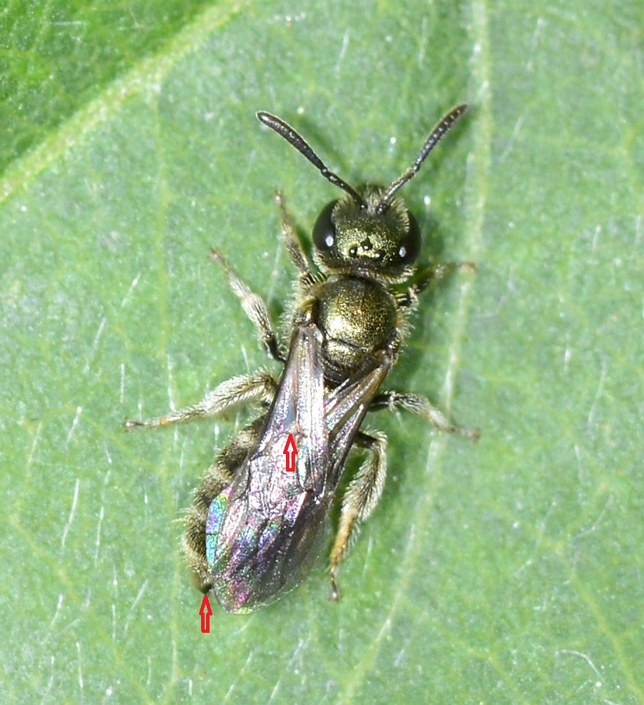 Halictus sp., femmina (Apidae Halictinae)