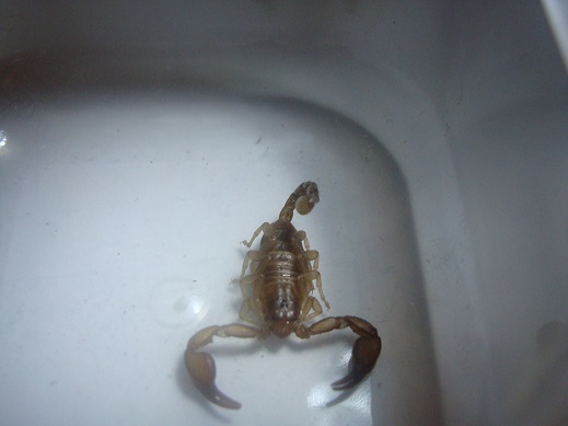 Euscorpius sicanus Palermo